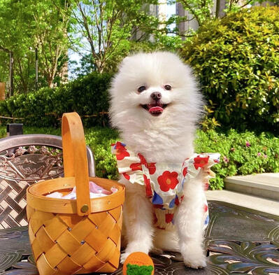 Red Blue Floral Pet Dress